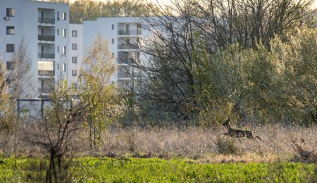 Greenfield stă de vorbă cu natura