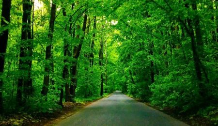 Strada Vadul Moldovei și statutul de drum forestier