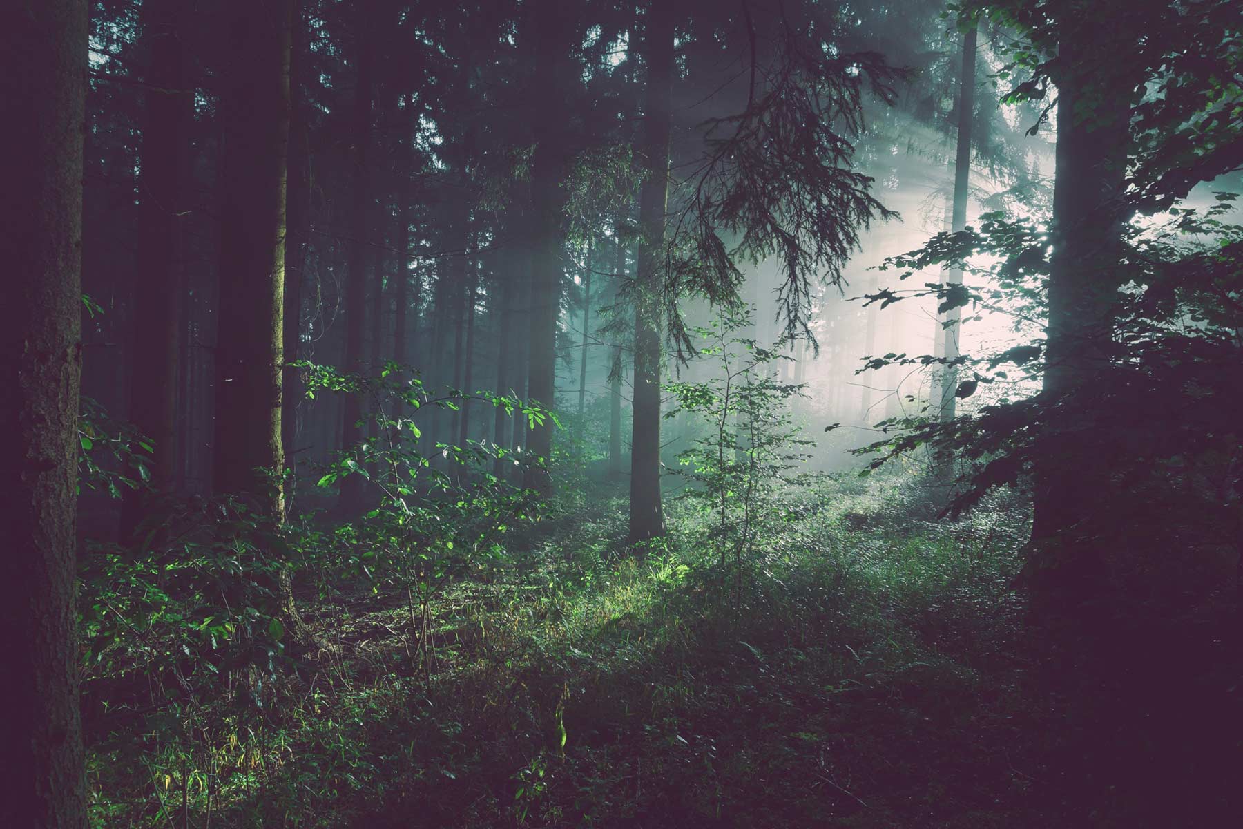 Spații verzi extinse în Greenfield Băneasa