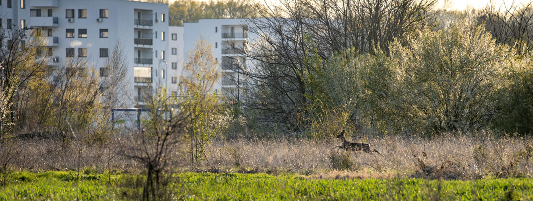 Greenfield stă de vorbă cu natura