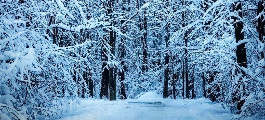 3 activități de iarnă în pădurea Băneasa