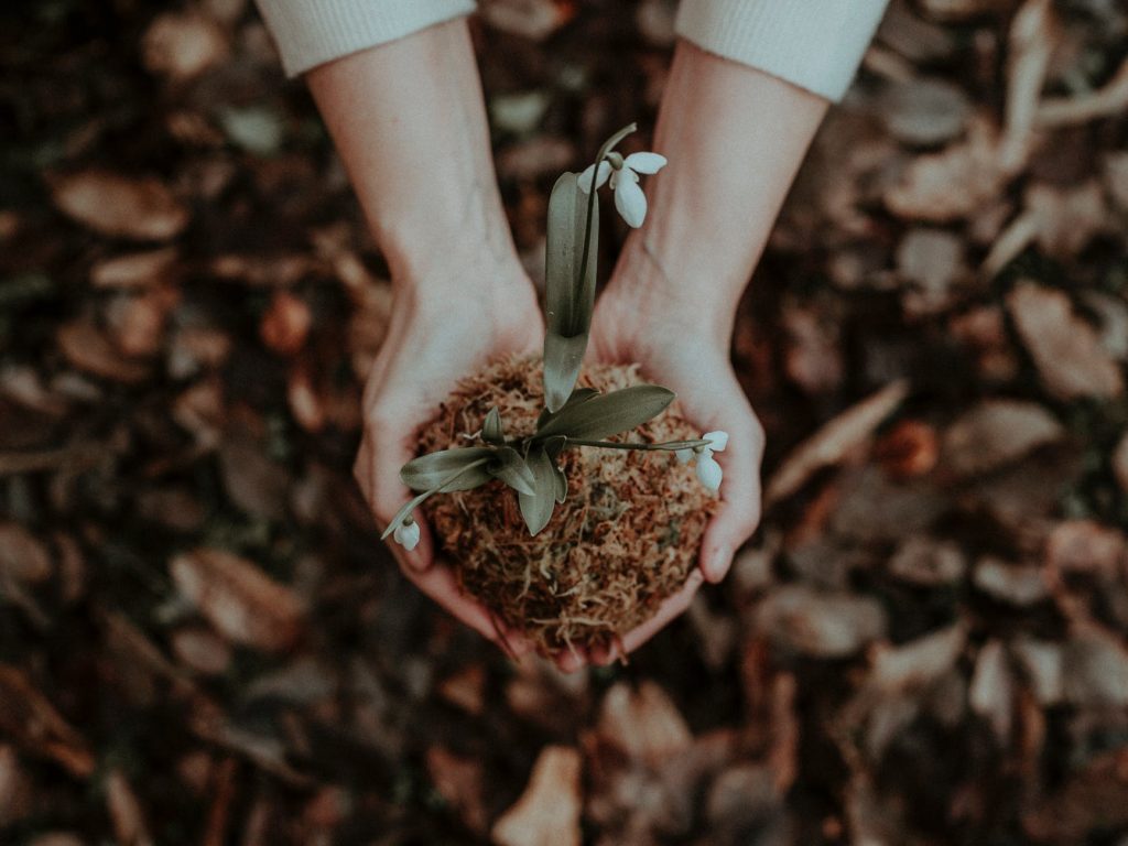 Cum îngrijim natura la început de primăvară