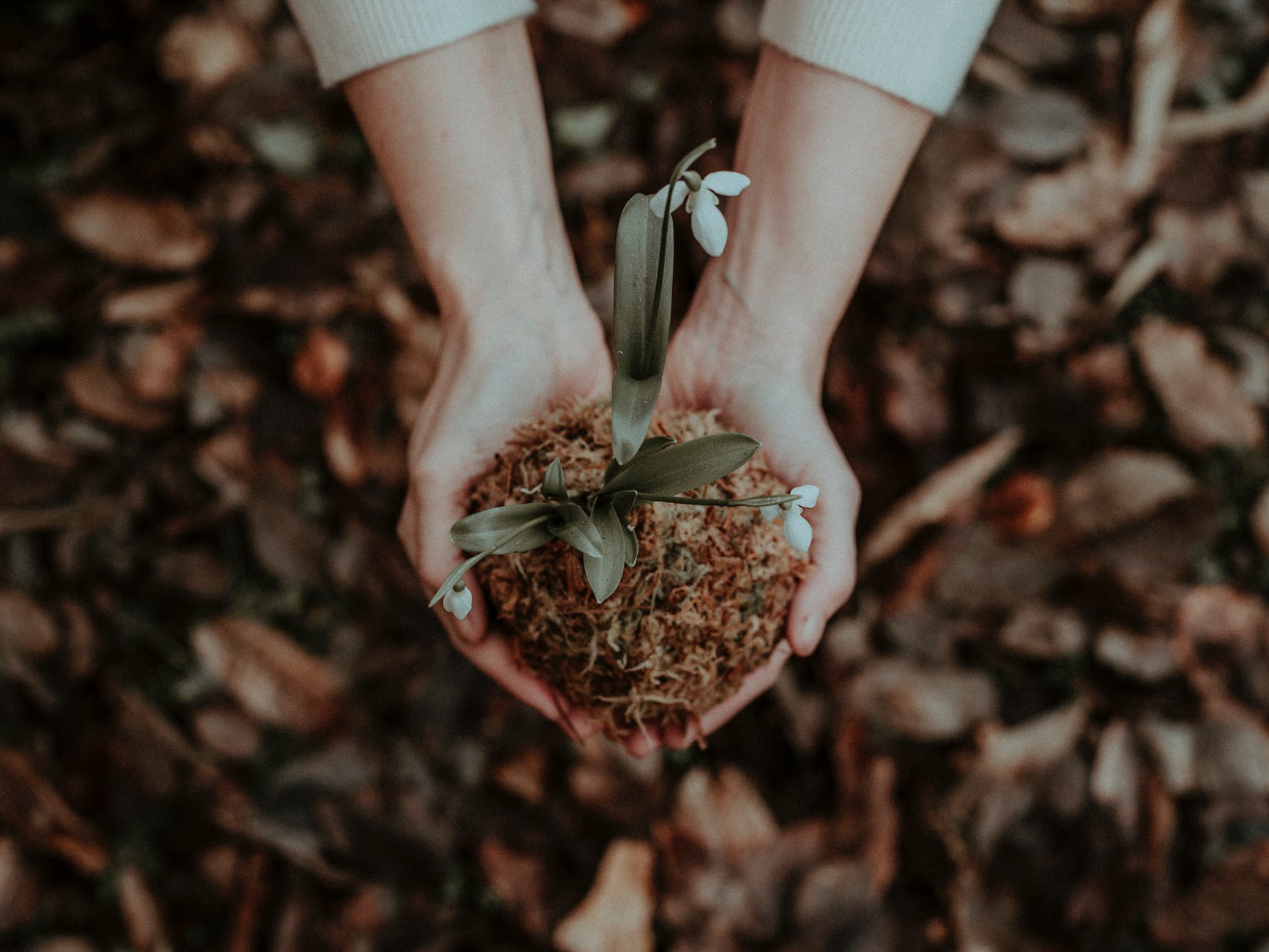 Cum îngrijim natura la început de primăvară