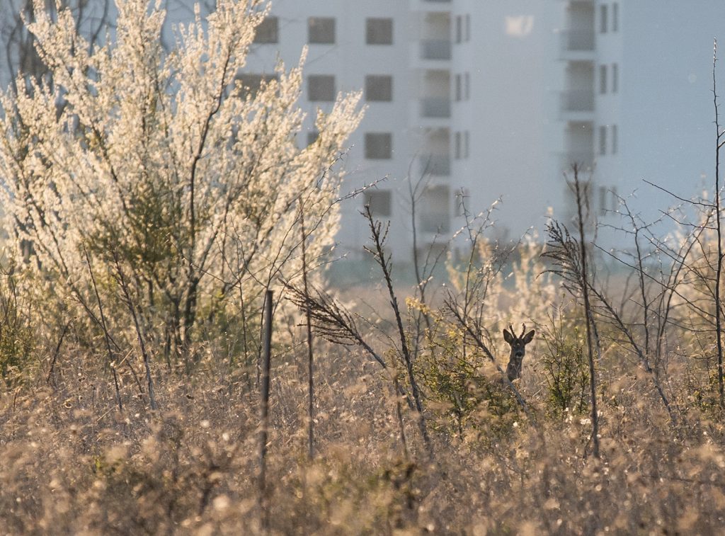 Măsuri de precauție pentru drumețiile în Pădurea Băneasa – cum te protejezi de căpușe și țânțari și alte vietăți